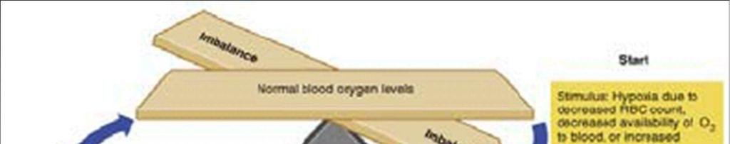 REGOLAZIONE DELL Epo Aumentata capacità di trasportare O2 nel sangue Livello normale di O2 nel sangue Livello ridotto di O2 nel sangue Ipossia dovuta a numero diminuito di eritrociti,