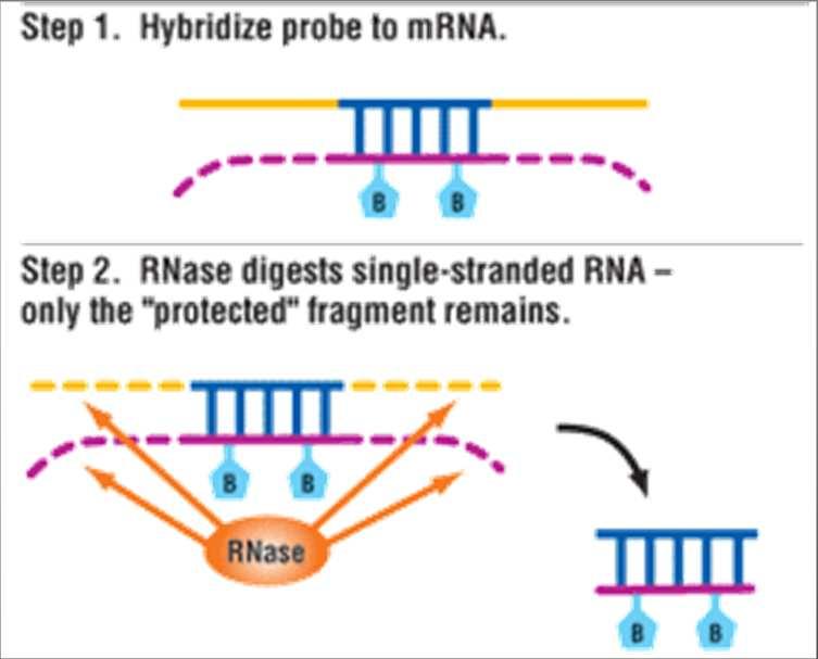 Quantificazione mrna RNase protection