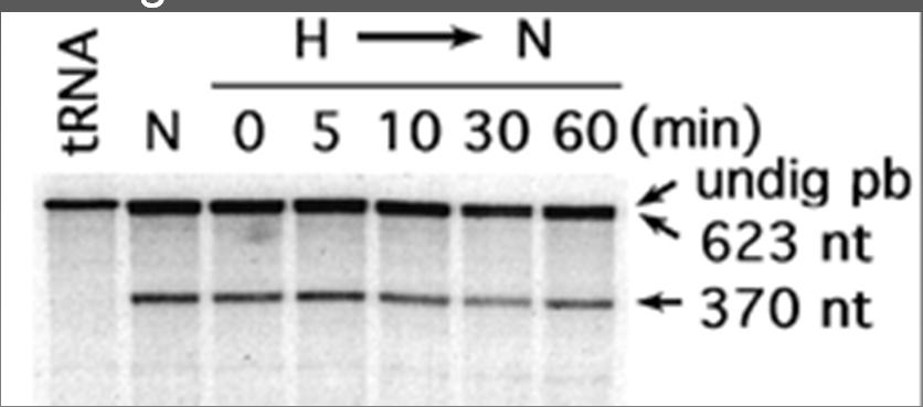 Activation of Hypoxia-inducible Transcription Factor Depends Primarily upon Redox-sensitive