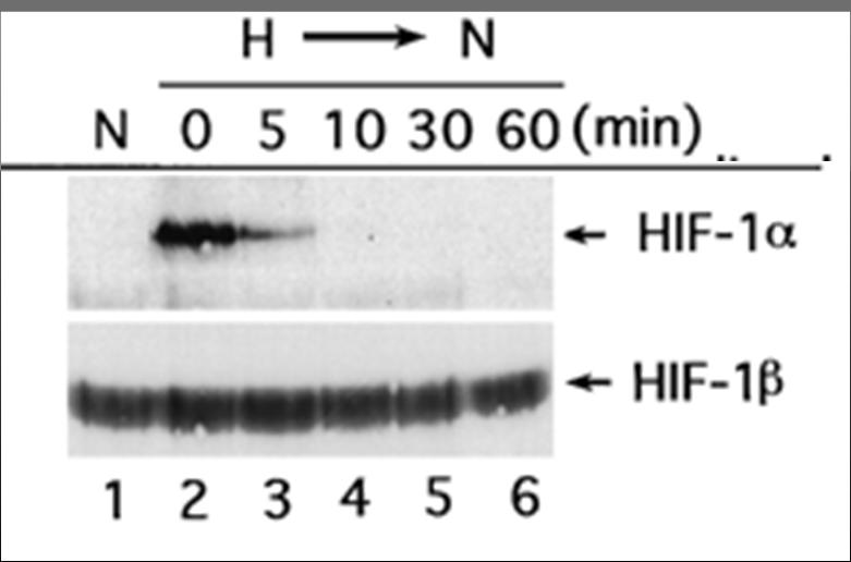 - JBC 1996 Sonda indigerita H=hypoxia; N=normoxia HIF1α è espresso a livello di mrna.