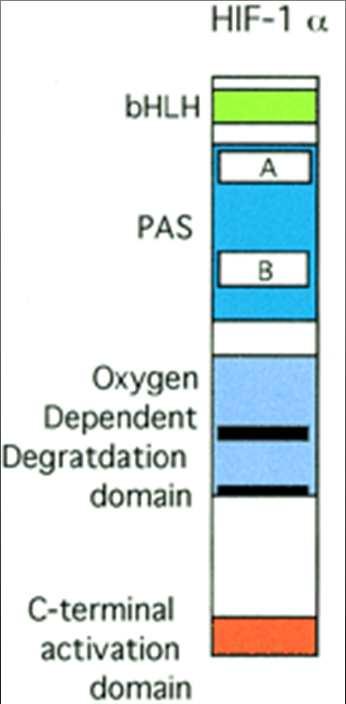 HIF-1 Hypoxia-inducible factor 1 Eterodimero α β ARNT (aryl hydrocarbon nuclear receptor translocator) 120 kd 91-94 kd Ipossia: Ubiquitinizzazione pvhldipendente e