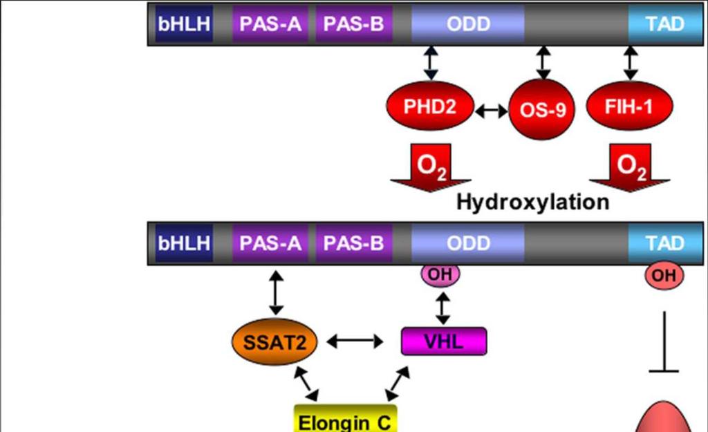 pvhl is the substrate-recognizing component of a multiprotein E3 ubiquitin ligase complex