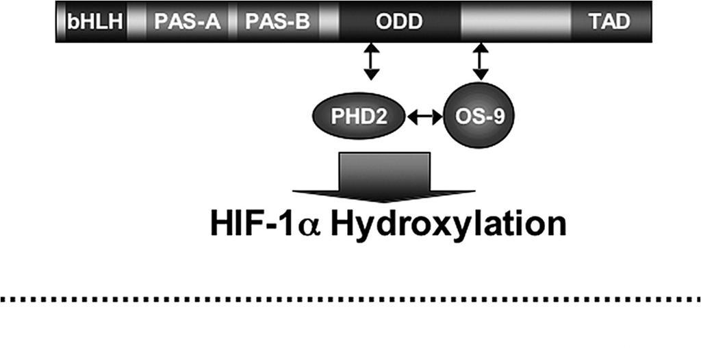 Multivalent protein complexes regulate