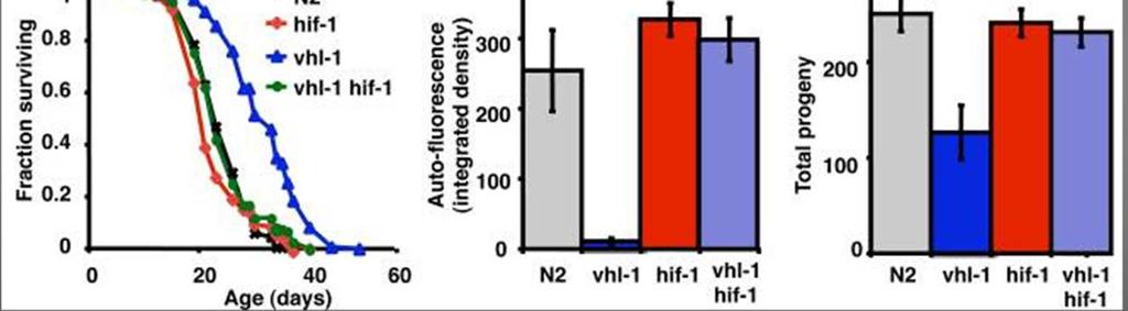 VHL-1 modulates longevity Vhl-1(ok161) animals are significantly longer-lived than wild type (N2) animals but