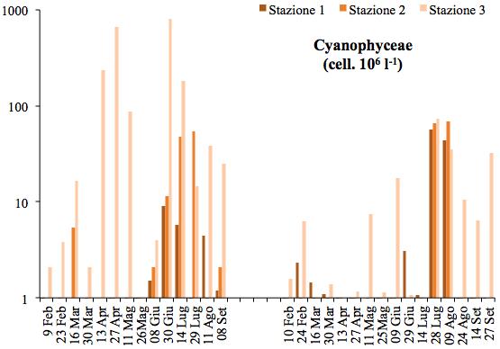 tassonomica e la struttura del fitoplancton, è stato possibile osservare una marcata importanza delle classi delle Cyanophyceae e delle Bacillariophyceae su tutte le altre (Fig.