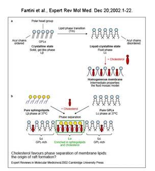 La co stimolazione porta al reclutamento di microdomini GSL verso il sito di contatto cellula cellula fra la cellula T e la cellula che presenta l antigene.