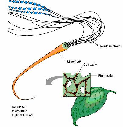 La cellulasi