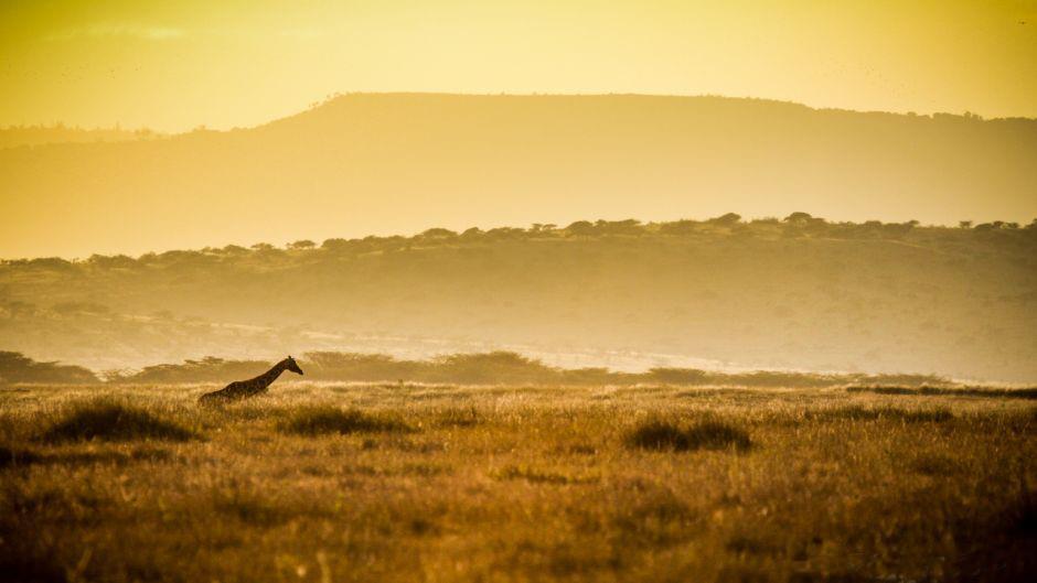 OUT OF AFRICA Lewa Conservancy - Meru - Samburu