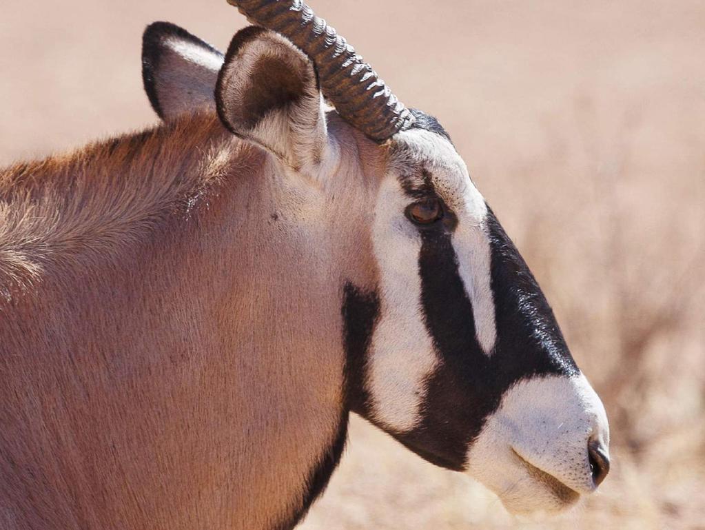 PARCO NAZIONALE DI MERU Una delle gemme nascoste del Kenya, il Parco Nazionale Meru è una foresta verdeggiante di acacie e vaste praterie aperte, che offrono osservazioni faunistiche esclusive.