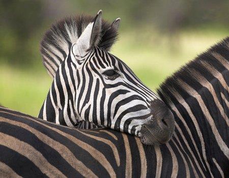 ZEBRA DI GREVY La zebra di Grevy (o zebra reale) è la più grande fino a 4 quintali e la più primitiva delle zebre.