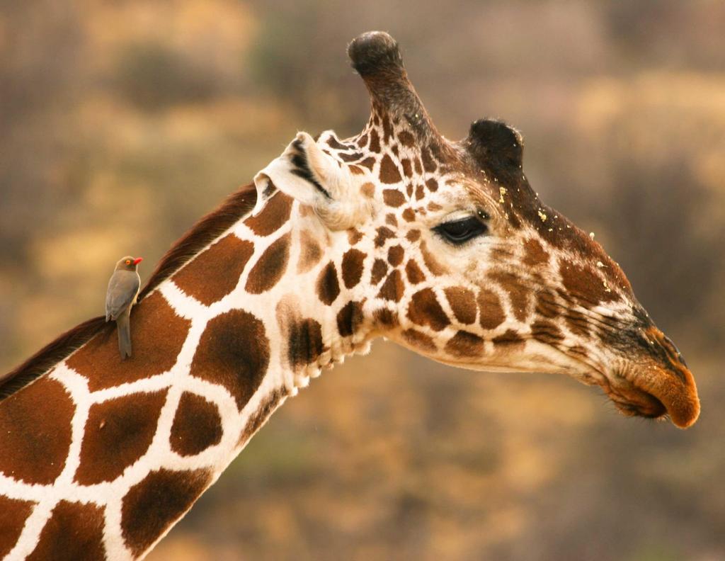 GIRAFFA RETICOLATA La giraffa reticolata è un grande mammifero africano artiodattilo, il più alto tra tutte le specie di animali terrestri viventi; può superare i 5 metri di altezza e la tonnellata