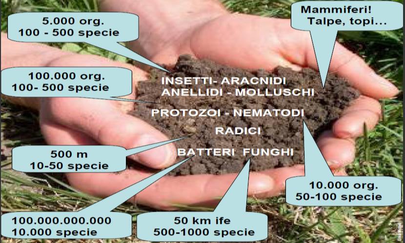 uso eccessivo di prodotti fitosanitari può