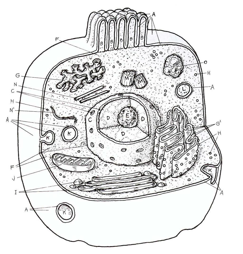 Organizzazione della cellula 3 cellula 2 1.