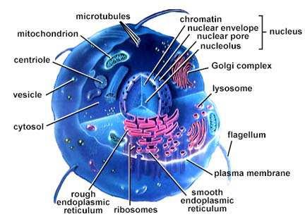 Cellula La componente fluida viene chiamata citosol.