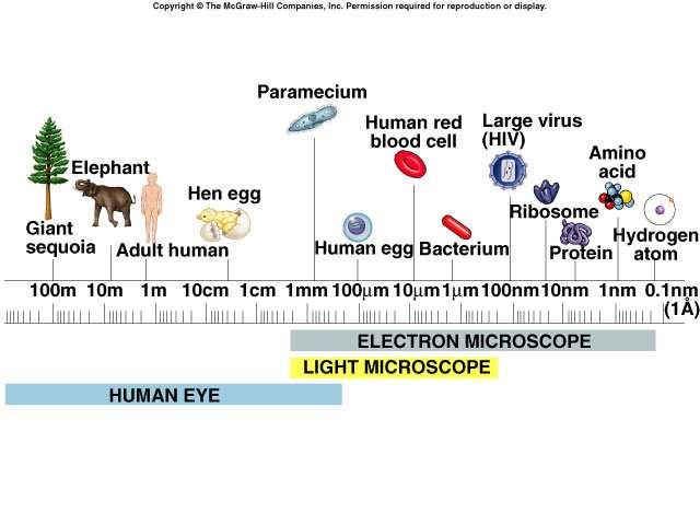 Unità di misura biologiche e potere di risoluzione Il potere di risoluzionedell occhio umano è 0.