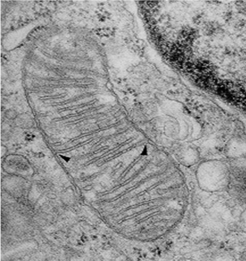 DNA Mitocondriale!!! Il contenuto della camera interna, è la matrice mitocondriale.