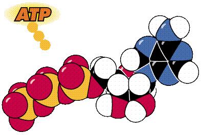 L energia liberata nel corso delle reazioni metaboliche viene immagazzinata