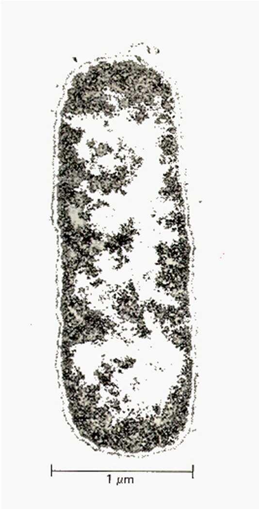 Cellule procariote Escherichia Coli Sono organismi