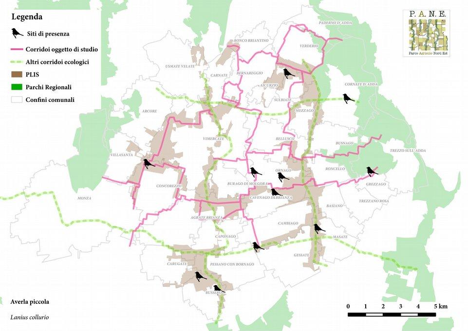 Figura.. Mappa di distribuzione delle osservazioni di averla piccola nell'area del Parco Agricolo Nord Est.