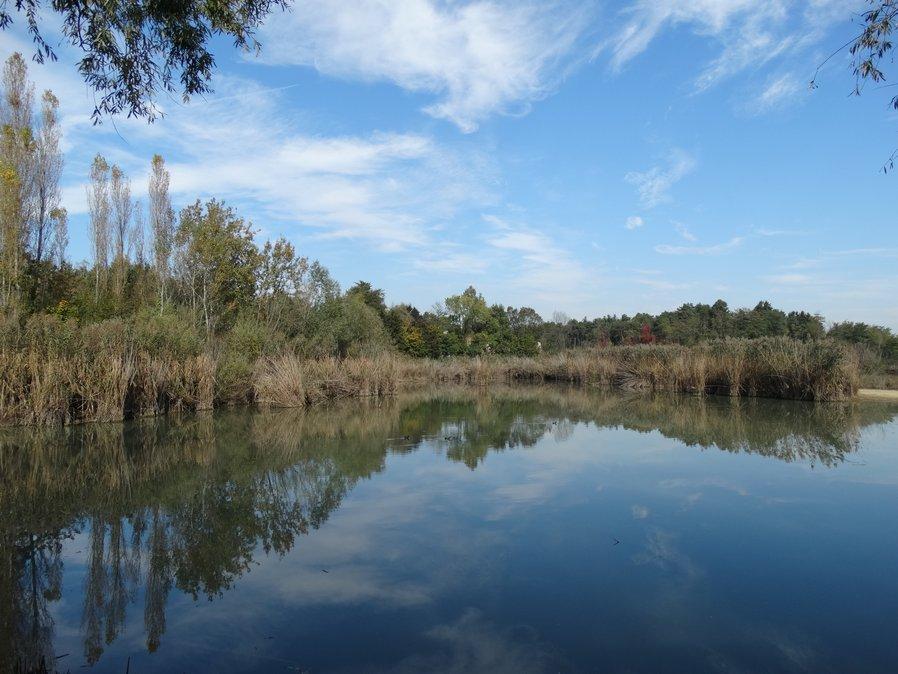 limitata e si trovano immerse in una matrice ambientale spesso inospitale, si verifica una sorta di effetto isola che porta, in periodo di migrazione, un numero elevato di specie e di individui a