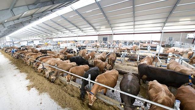 .in spazi angusti, magari alla catena, solo perché così potete prendere più comodamente il nostro latte.