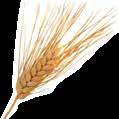 Grano tenero o grano duro Nord e Centro Italia accestimentolevata con 12 applicazioni 13 46 Pomodoro da industra alla rincalzatura 24