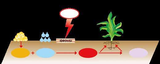 Queste perdite avvengono durante l idrolisi dell urea catalizzata dagli enzimi ureasi, prodotti da microrganismi e piante in tutti i suoli; l idrolisi dell urea porta alla formazione di due forme di