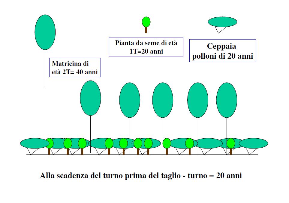 CEDUO