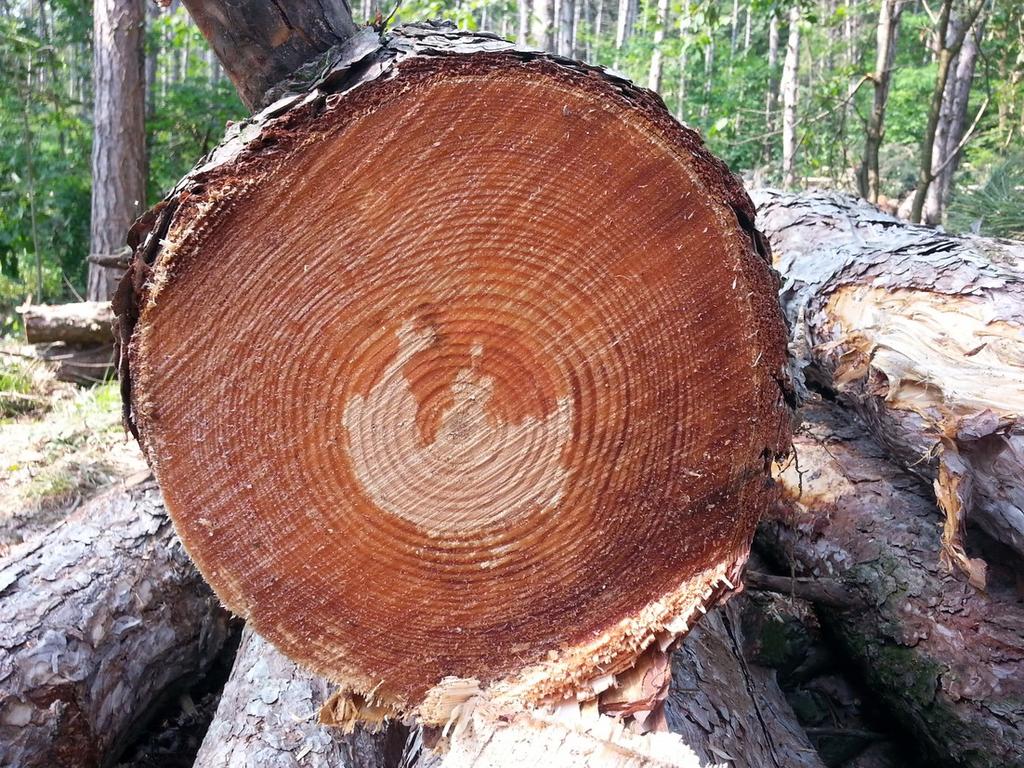 GRAZIE PER L ATTENZIONE DIPARTIMENTO AMBIENTE E VIGILANZA