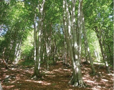 Il FAGGIO Fagus sylvatica L.