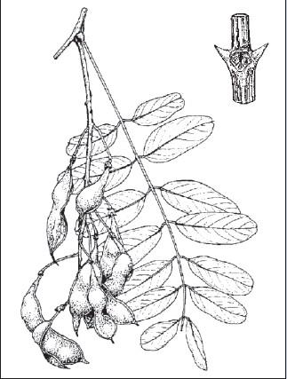 LA ROBINIA Robinia pseudoacacia L.