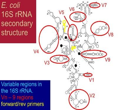 regioni variabili V-V4 del 6S rrna gene () Sequenziamento con la piattaforma NGS Illumina