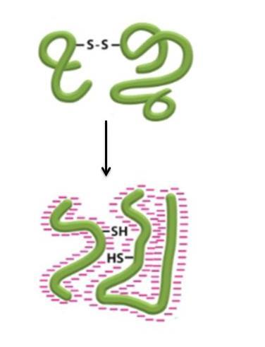 SDS-PAGE si effettua in condizioni denaturanti e riducenti SDS si lega alle proteine nel rapporto 1g proteina: 1,4 g SDS 1 molecola di SDS ogni due aminoacidi ciò impartisce una densità