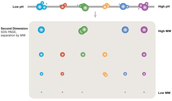 Elettroforesi bidimensionale Sfruttando contemporaneamente due diverse proprietà delle proteine si può