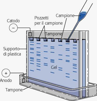 - condizioni non denaturanti - le proteine si separano in