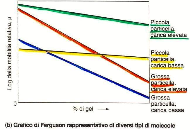 MOBILITA ELETTROFORETICA ED EFFETTO SETACCIO MOLECOLARE Se q L, in