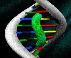 Il complesso DNA-colorante assorbe luce blu ad una lunghezza d'onda λmax = 488 nm