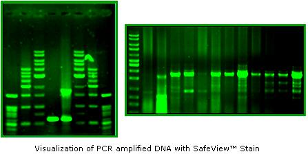 sensitivity than obtained with ethidium bromide.