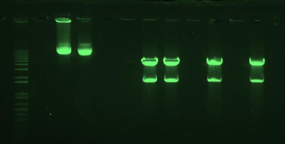 Std non dig 2013 2015 50000 bp 2000 bp 1650 bp Digestione