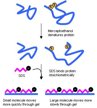 Gli anioni dell SDS si legano alle catene principali in un rapporto di: ~ 1 molecola di SDS e 2 residui di amminoacidi I complessi SDS-proteina