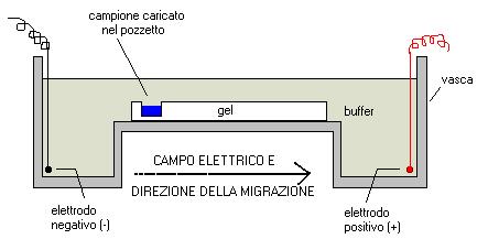 Digestione enzimatica miniprep rfaah-dtm.