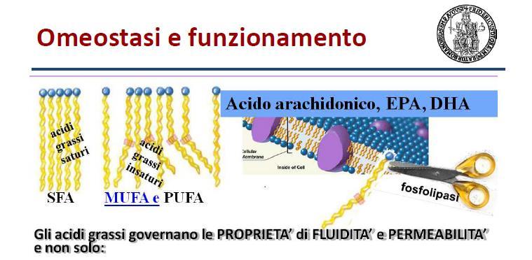 Trasformazione metabolica acidi grassi di membrana; Sintesi di