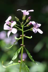 elementi naturali di