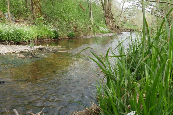 MEANDRI DEL LAVEGGIO Paludi di importanza nazionale e cantonale Siti di riproduzione di anfibi