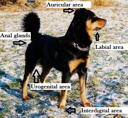 Comunicazione para-olfattiva: i feromoni Nel cane sono prodotti principalmente in sei aree: Area