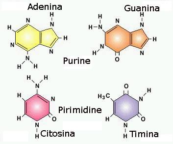 acidi nucleici; altri, infine, fanno parte di complesse