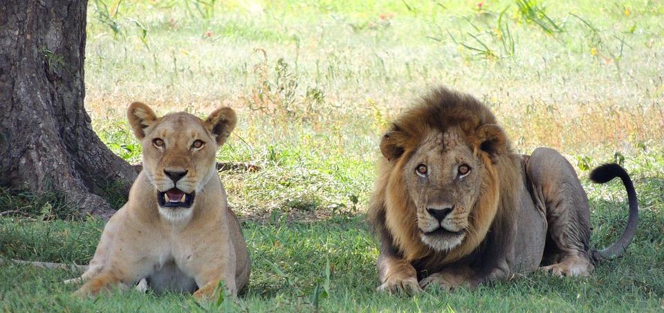 SAFARI TANZANIA Dal 5 al 13 novembre 2019 La Tanzania è conosciuta per lo spettacolo dei suoi safari, forse i migliori di tutto il continente.