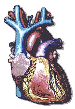 Il dolore cardiaco Insufficiente apporto di sangue