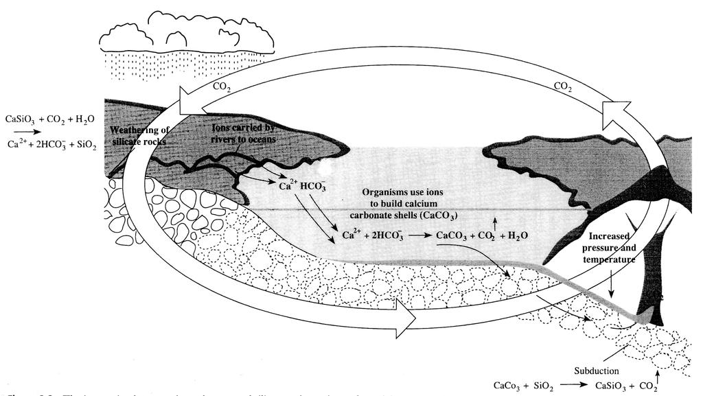 Il ciclo (geochimico) del carbonio 2 Terra: 10 23 g Rocce sedimentarie: 6.