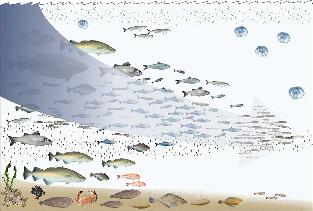 Fishing down the food web M Gatto: